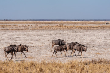 Fototapeta na wymiar A herd of Blue Wildebeest -Connochaetes taurinus- also known as Gnus, heading out onto the salt pans of Etosha National Park, Namibia.
