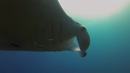 Graceful Manta Ray Close Up Swimming Overhead In Blue Sea Water & Sunlit Sea Surface With Fin Wings Spread Wide Open. Big Ray (Manta Alfredi) On Coral Reef In Blue Sea Water. Filter Feeder Marine Life