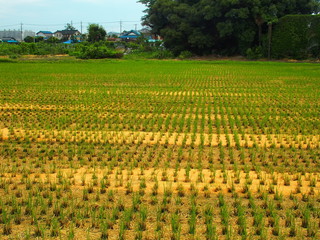 初秋の田圃風景