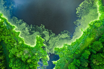 Beautiful blooming algae on the lake in summer, flying above