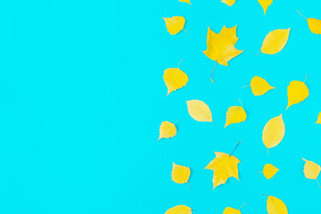autumn yellow leaves on blue background