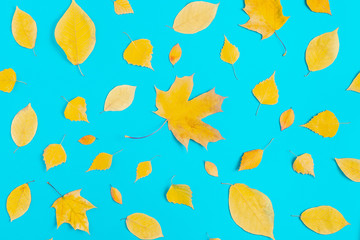 autumn yellow leaves on blue background