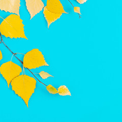 autumn yellow leaves on blue background