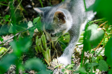 Cats playing in the garden