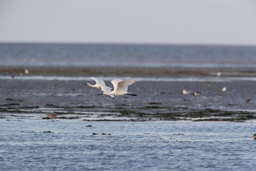 Eurasian or common spoonbill in nature, Island Texel, Holland