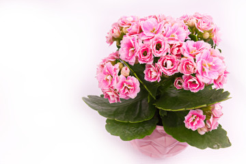 Pink kalanchoe flower in a pink flower pot