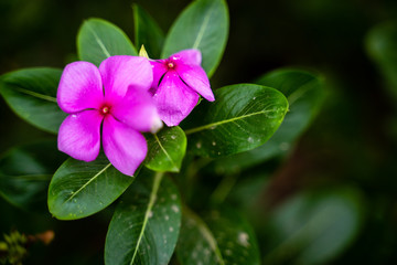 Catharanthus roseus. Commonly known as the Madagascar periwinkle or rosy periwinkle,Sadafuli flower , is a species of Catharanthus native and endemic to