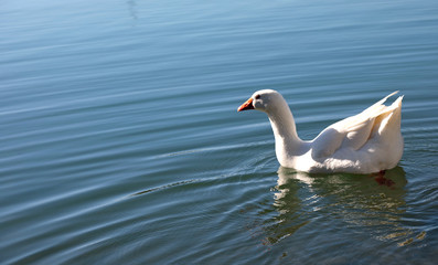 big undisturbed white goose swims in the pond