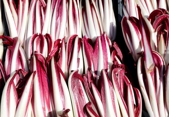 background of red lettuce or red chicory called Radicchio Tarddi
