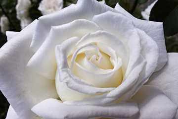 Creamy white flower head of rose