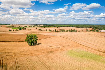 Aerial view of golden fields of wheat in summer, Poland