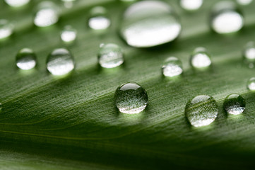 Many drops of water drop on banana leaves,selective focus