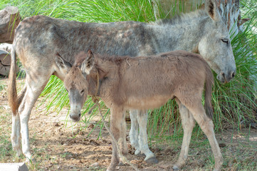 Mother donkey with her cute baby 