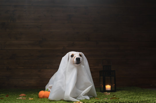 Dog Pet Jack Russell Terrier Dressed In Costume