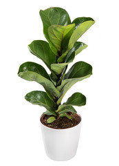 Baby broad leafed potted Ficus plant
