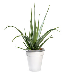 Potted Aloe vera plant isolated on white