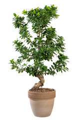 Potted Ficus ginseng plant in terracotta pot