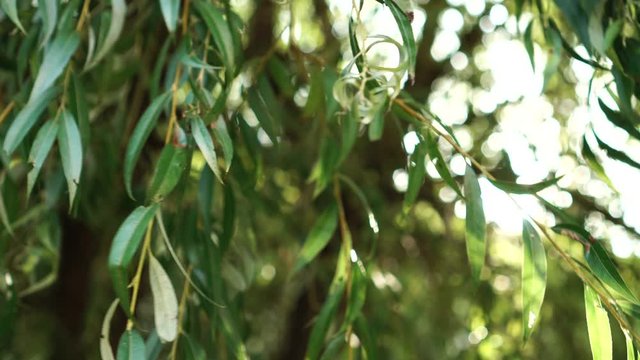 A ray of sunlight sparkles through the branches of a weeping willow