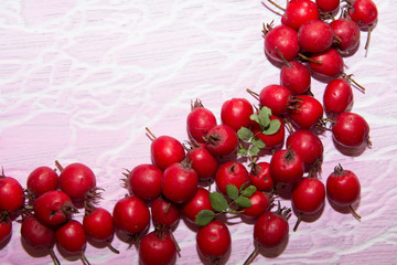 red berries of hawthorn with green leaves pink texture background with white stripes on it top view