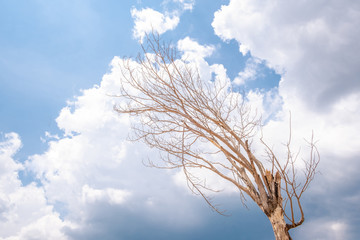 Dead tree on the sky background