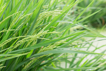 Fototapeta na wymiar Close up rice plant agriculture field