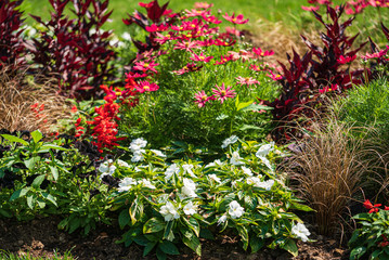 nice summer field with beautiful flowers