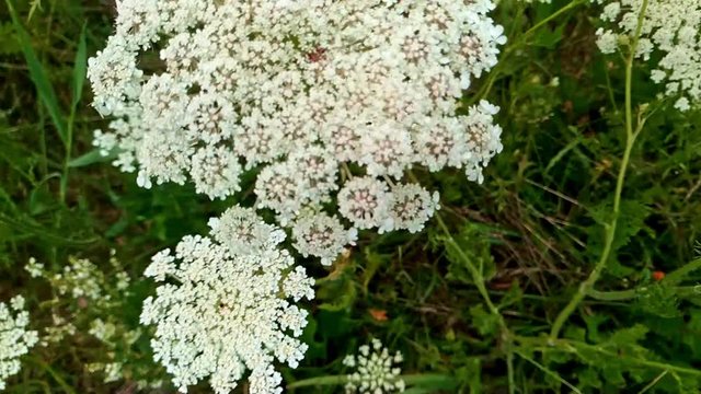 Looking down at white apiaceae blooms in a field in Latvia with lady bugs on some plants