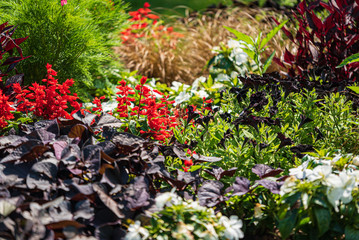 nice summer field with beautiful flowers