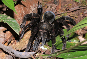 Chicken Tarantula Approaching. Tambopata, Amazon Rainforest, Peru