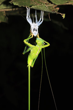 Cricket Upside Down on a Leaf, Molting its Exoskeleton. Tambopata, Amazon Rainforest, Peru