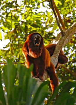 Red Howler Monkey (Alouatta seniculus) with Wide Open Mouth, in a Tree. Tambopata, Amazon Rainforest, Peru