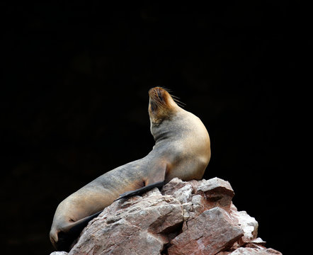 South American Sea Lion (Otaria flavescens) resting on a Rock, Head Leaning Backwards. Ballestas Islands, Peru