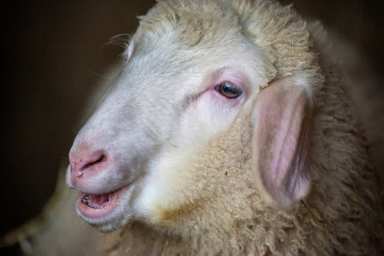 Portrait - Kopf von einem Schaf