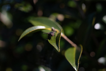 Fly on Leaf