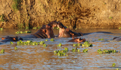 Wild Hippos