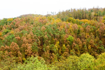 Fototapeta premium scenic autumn hills landscape with colorful trees and sky