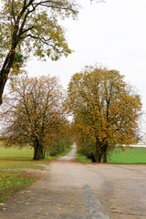 Fototapeta na wymiar autumn road from the old castle