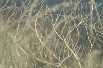Dry grass flower  abstract nature wallpaper background
