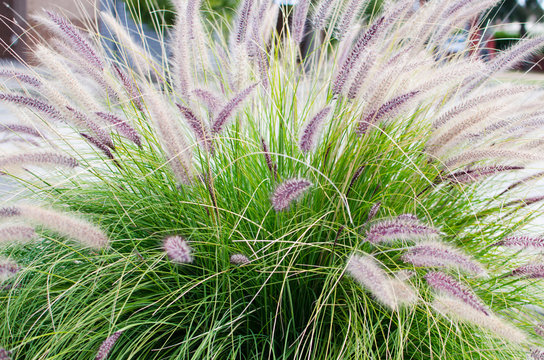 Fountain grass pennisetum alopecuroides purple flower spring blooms 