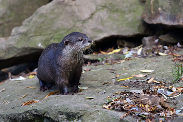 The Asian small-clawed otter (Amblonyx cinerea), also known as the oriental small-clawed otter or simply small-clawed otter on the rock.