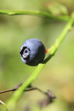dlack berry