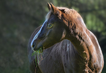 Porträt von einem Pferd © Rebel