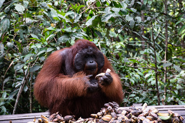 Fototapeta premium Male Borneo Orangutan (Pongo pygmaeus) Tanjung Puting National Park Indonesia