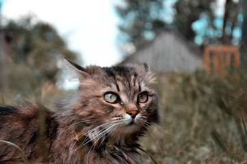 Brown fluffy cat with green eyes looks forward