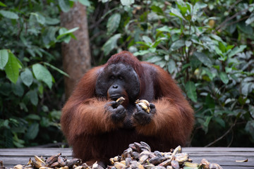 Male Borneo Orangutan (Pongo pygmaeus) Tanjung Puting National Park Indonesia