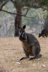 Swamp Wallaby Wallabia bicolor Australia