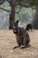 Swamp Wallaby Wallabia bicolor Australia