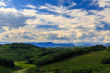 Fototapeta na wymiar The beautiful vineyard of Collio, Friuli Venezia-Giulia, Italy