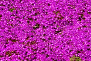 Fototapeta premium Trailing Purple Ice Plant (Delosperma cooperi) Growing in spring season