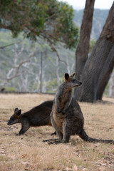 Swamp Wallaby Wallabia bicolor Australia